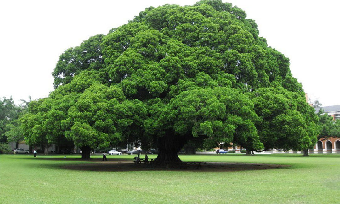 宁德金榕树服务号代运营案例